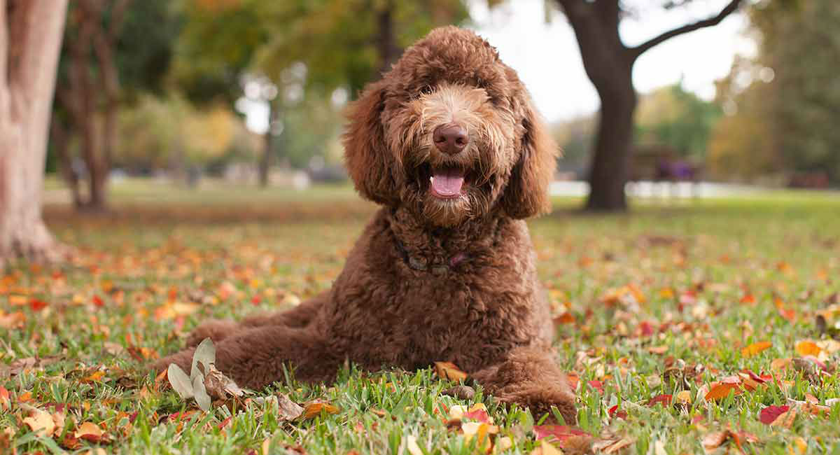 Labradoodle Breed Information