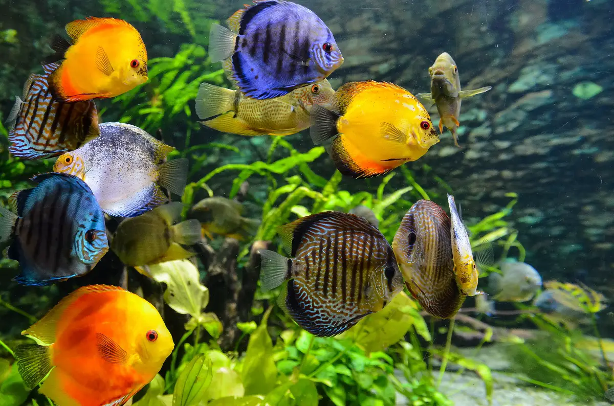 Do You Have A Pet Fish? Here’s How To Take Care Of It And Maintain Your Aquarium