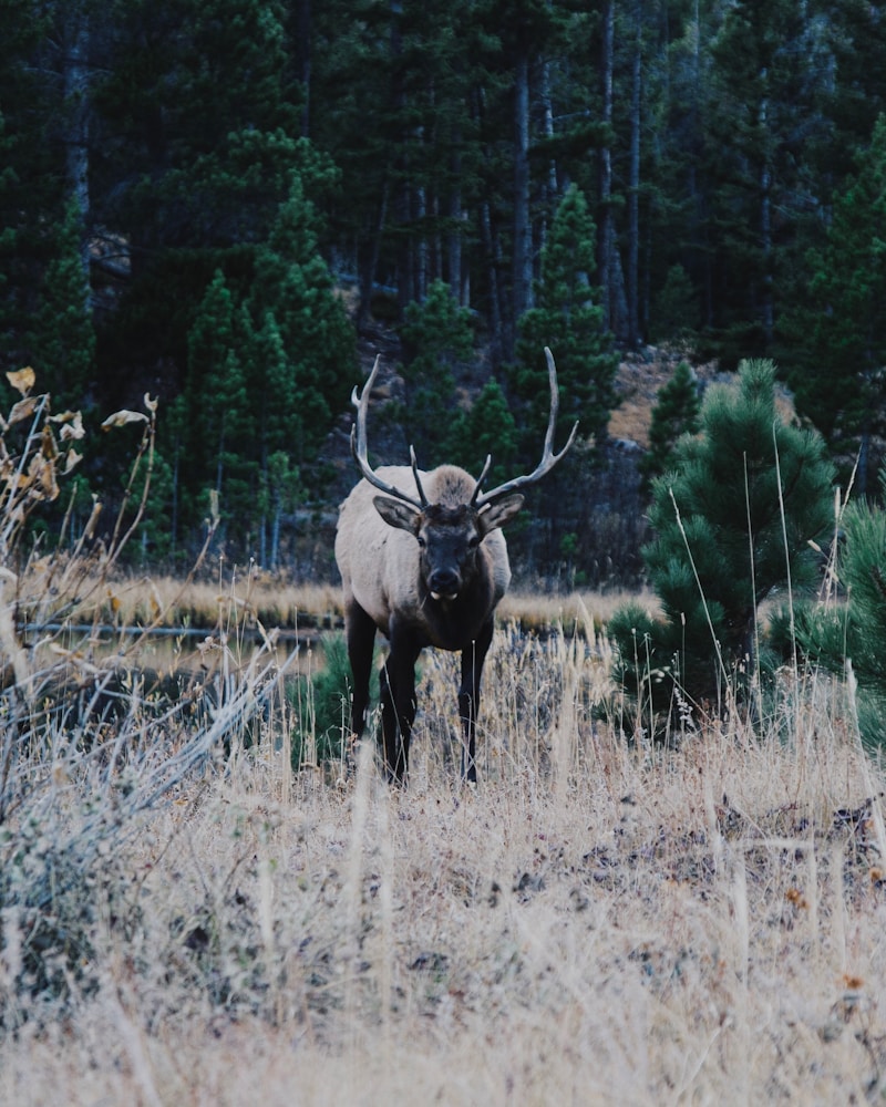 brown deer photograph
